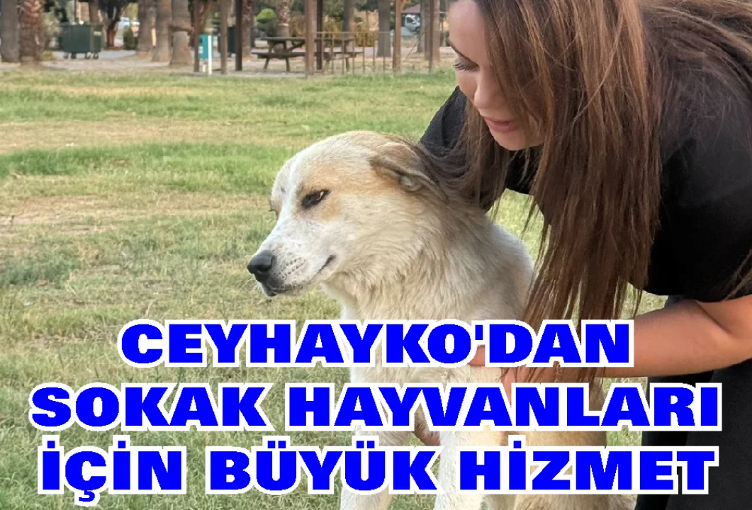 215 Köpek Kısırlaştırıldı, Yüzlercesi Tedavi Edildi